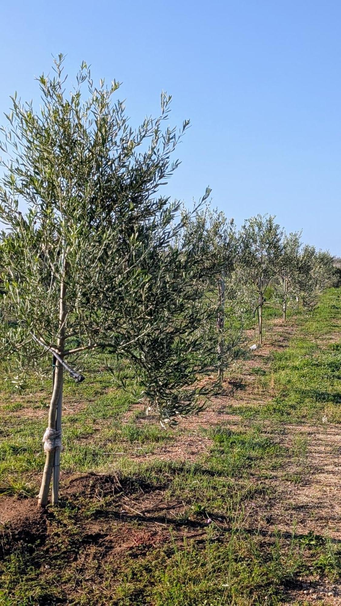 L'Ottavo Giorno Hotell Otranto Exteriör bild